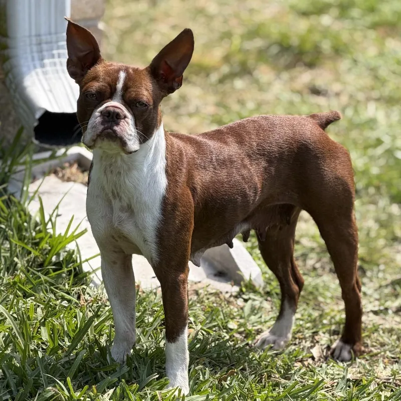 Molli The Magnificent