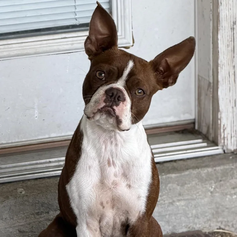 Molli The Magnificent thumbnail 2