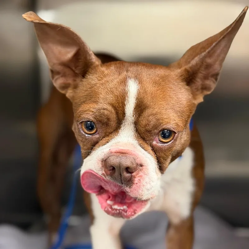 Molli The Magnificent thumbnail 3