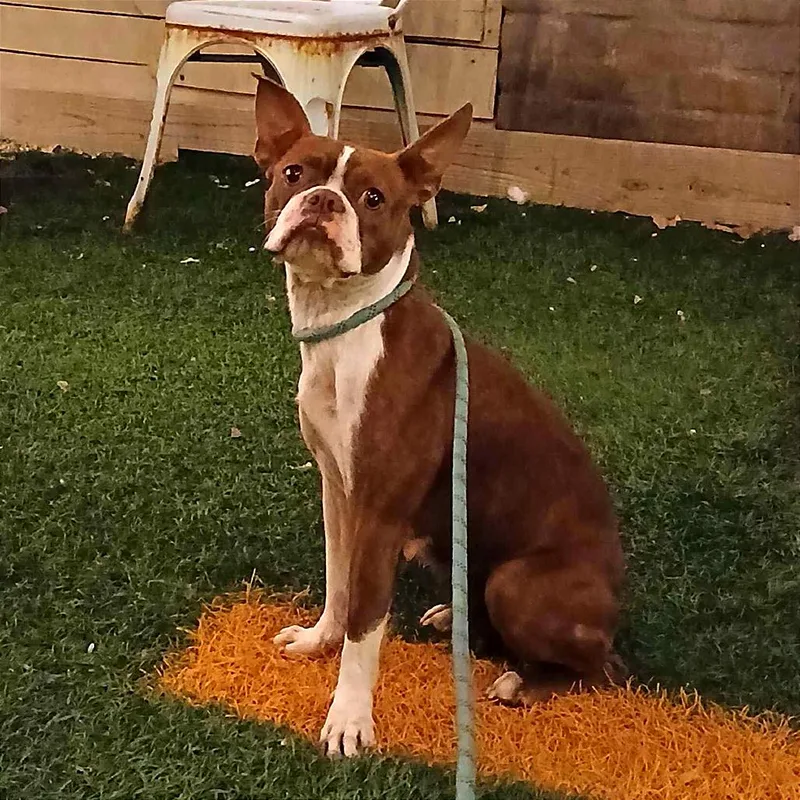 Molli The Magnificent thumbnail 4