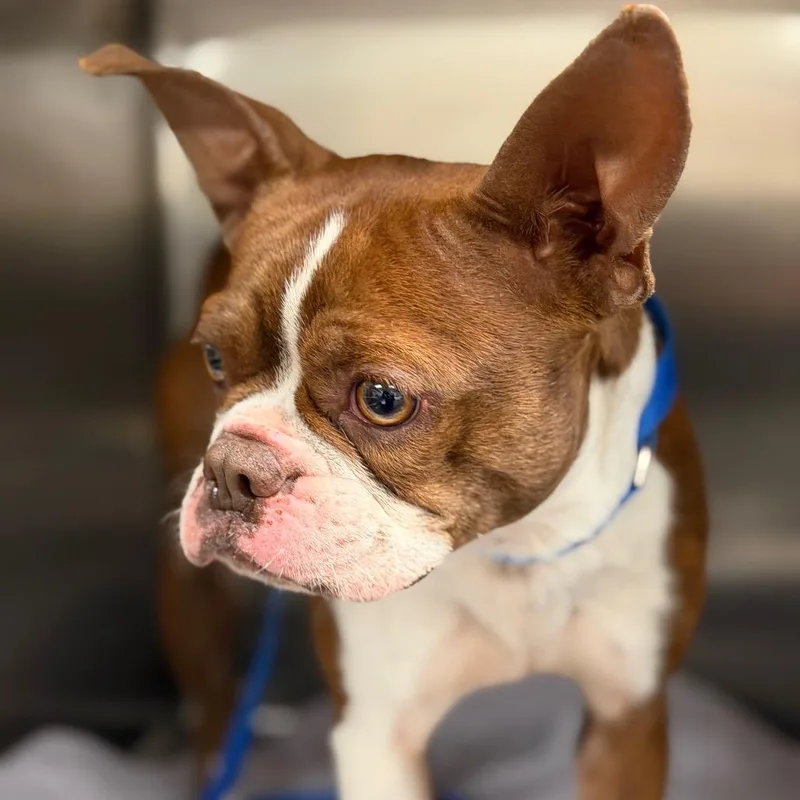 Molli The Magnificent thumbnail 5