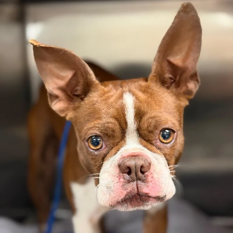 Molli The Magnificent thumbnail 6