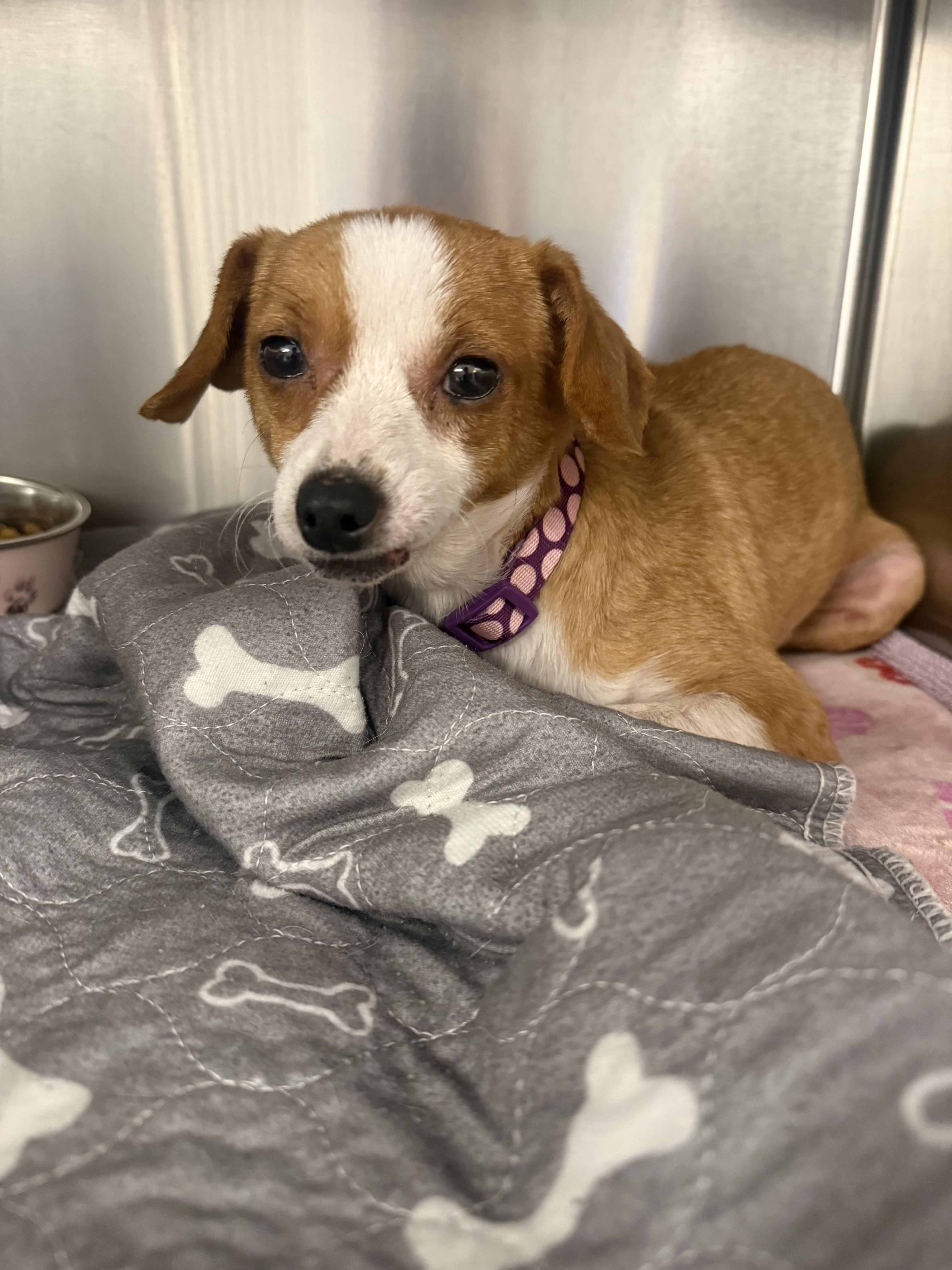 An adult small-sized female Golden Chiweenie dog named Peachy pie for adoption in Lexington, KY