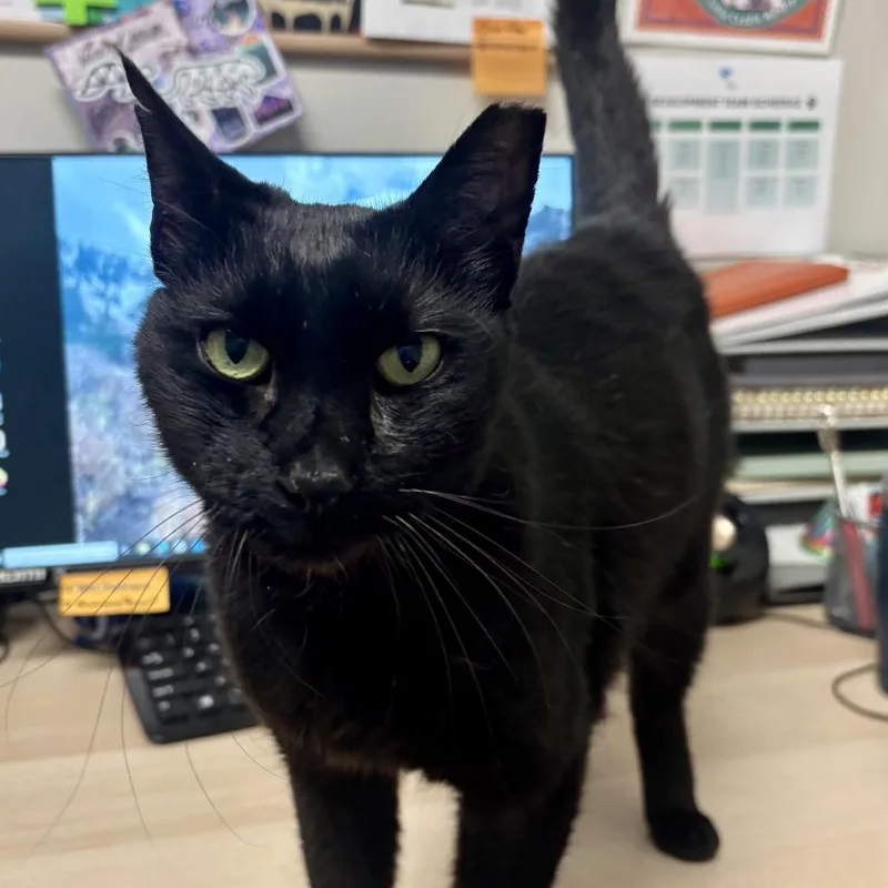 A senior large-sized male Domestic Short Hair cat named Auzi for adoption in Murray, UT