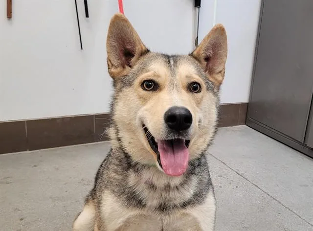 An adult medium-sized male German Shepherd Dog dog named Grady for adoption in Tucson, AZ