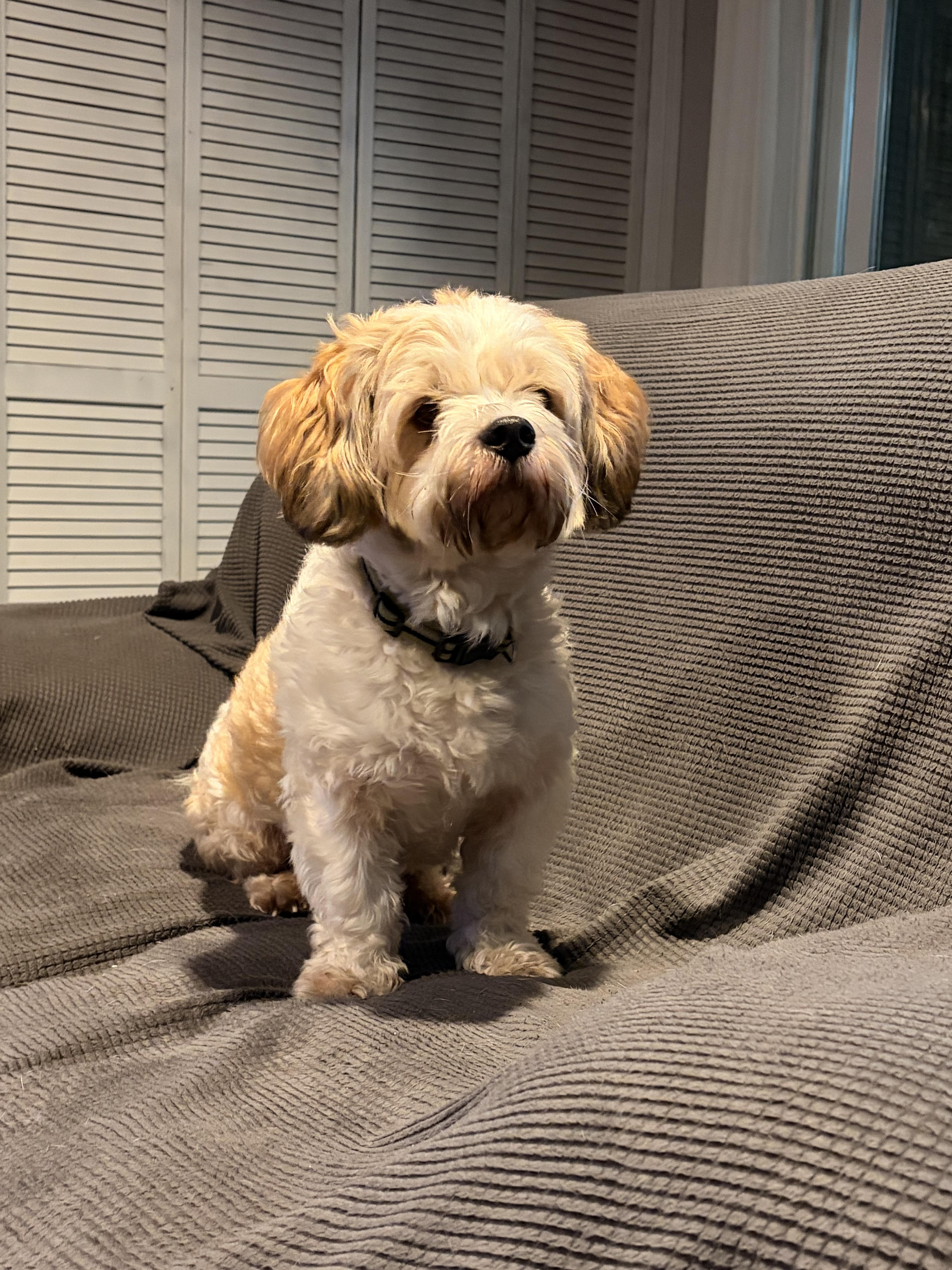A young small-sized male Shih Tzu dog named Rambo for adoption in Byron, IL