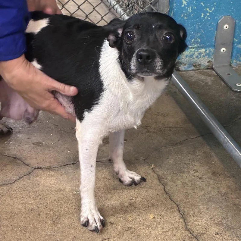 An adult small-sized female White / Cream Jack Russell Terrier dog named Thelma for adoption in Easton, PA