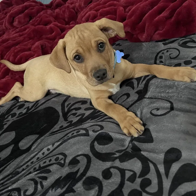 A baby medium-sized male Yellow / Tan / Blond / Fawn Labrador Retriever dog named Ringo for adoption in Potomac, MD