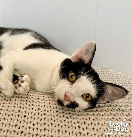 A young medium-sized male Black & White / Tuxedo Domestic Short Hair cat named CRex for adoption in Washington, DC