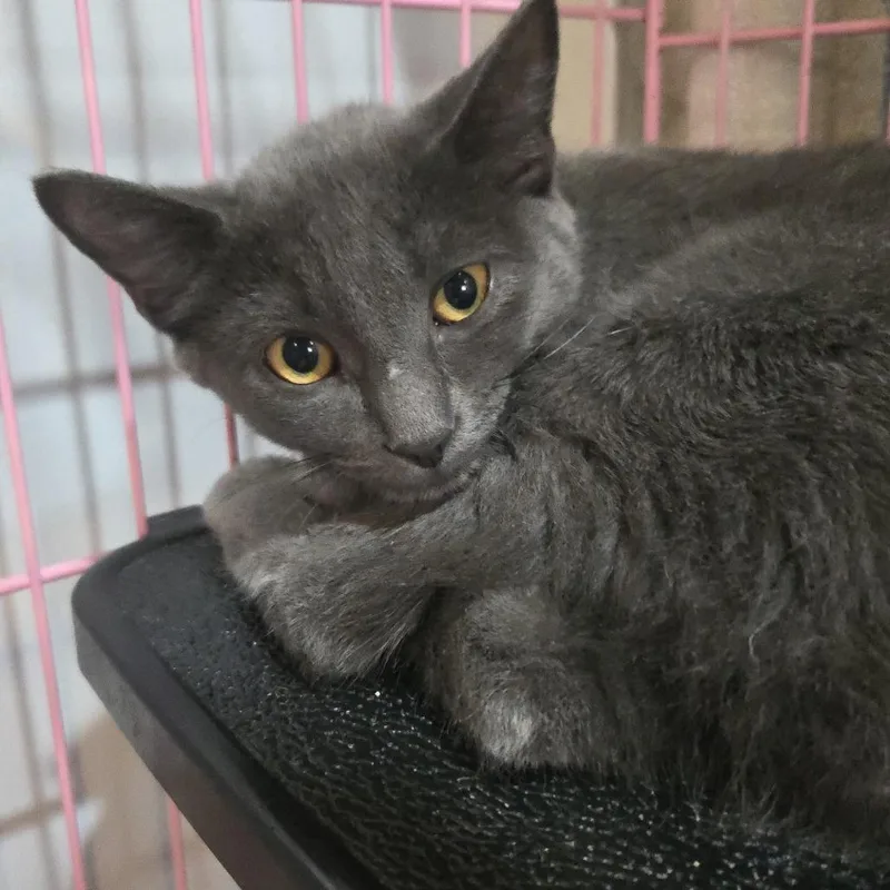 A baby small-sized male Gray / Blue / Silver Manx cat named Ember for adoption in Salisbury, MA