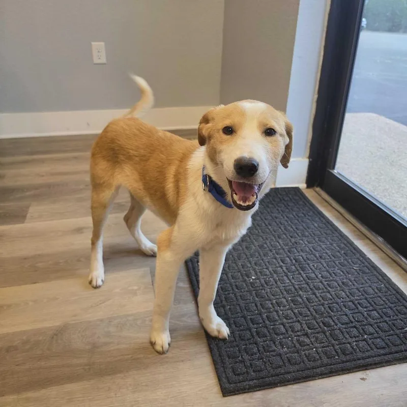 A young medium-sized male White / Cream Cattle Dog dog named Winston for adoption in Waco, TX