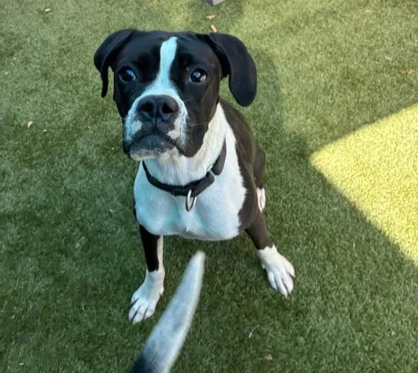 A young large-sized female Boxer dog named Louise for adoption in El Cajon, CA