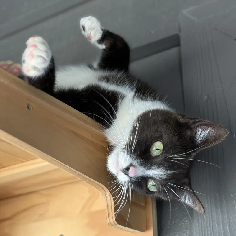 An adult medium-sized male Black American Shorthair cat named Socks for adoption in Freeport, FL