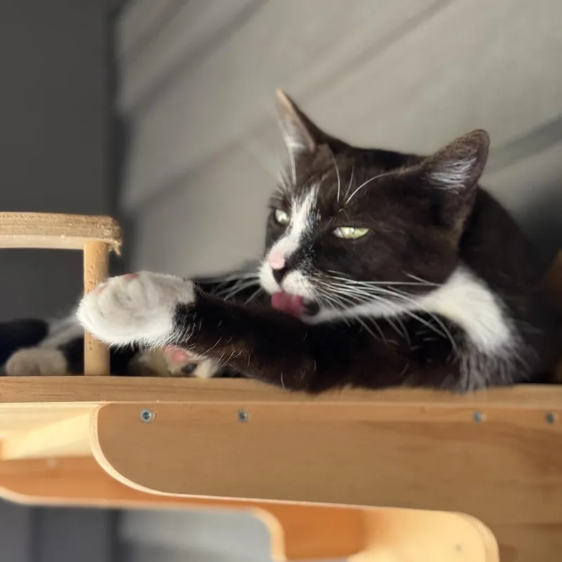 Socks thumbnail 2