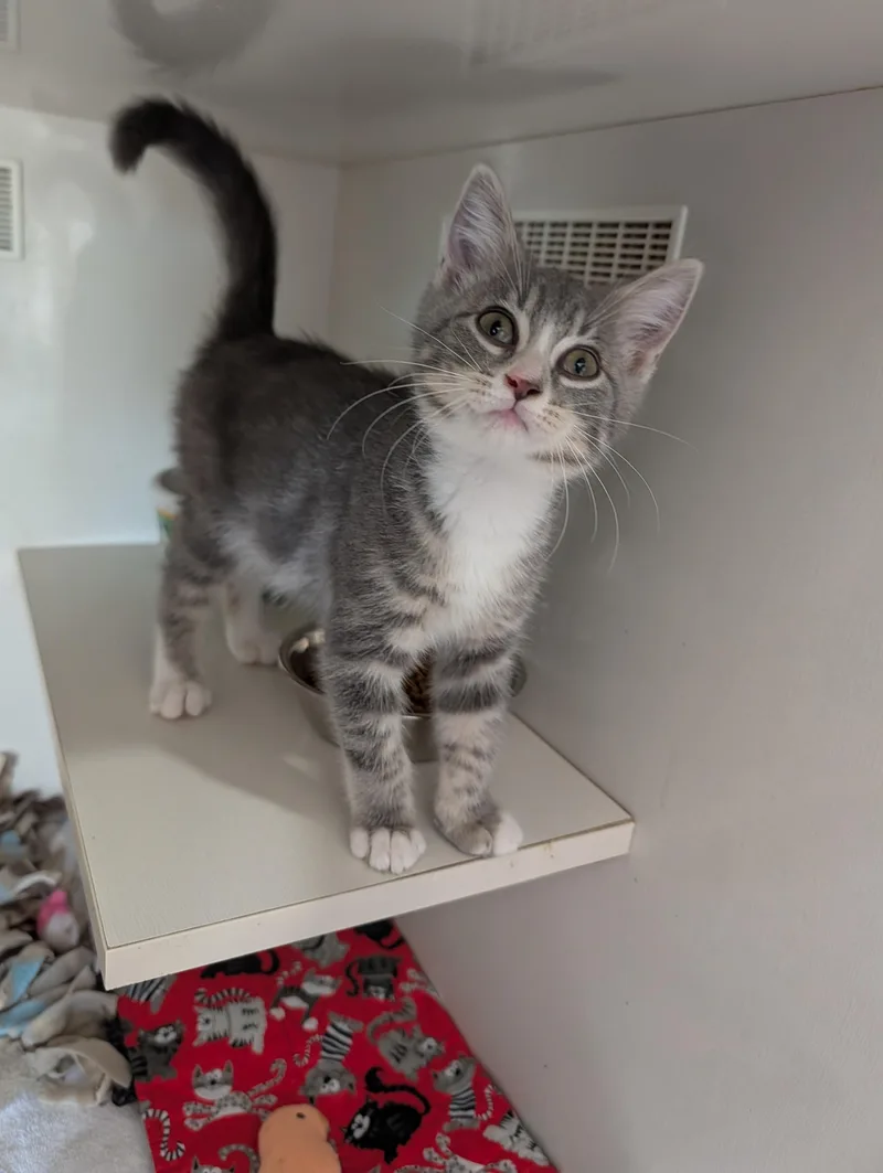 A baby medium-sized male Domestic Short Hair cat named Jareth for adoption in Cape Girardeau, MO
