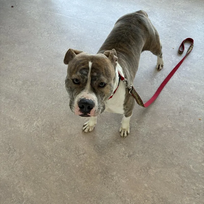 An adult large-sized female Apricot / Beige Terrier dog named Girly Girl for adoption in Saint Louis, MO