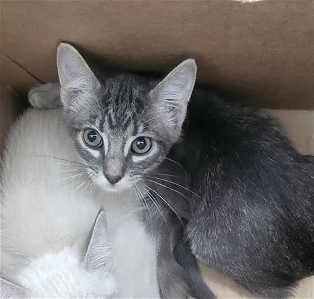 A baby medium-sized male Domestic Long Hair cat named Alfonso for adoption in Dallas, TX
