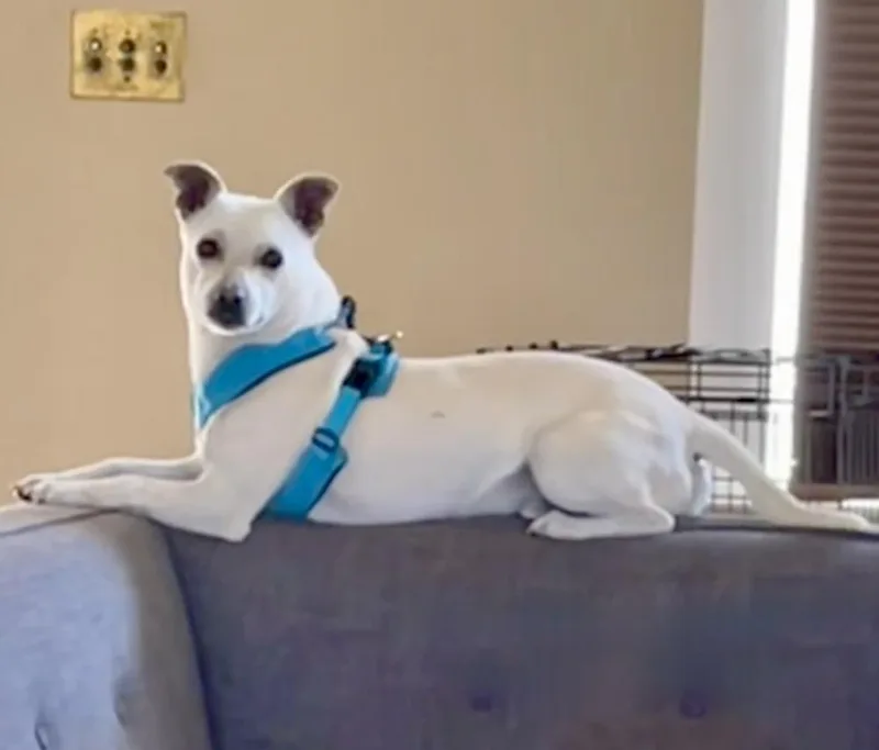 Murtaugh thumbnail 3