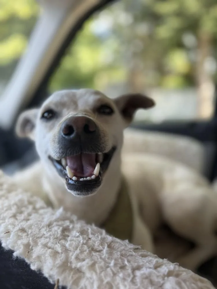 Murtaugh thumbnail 4