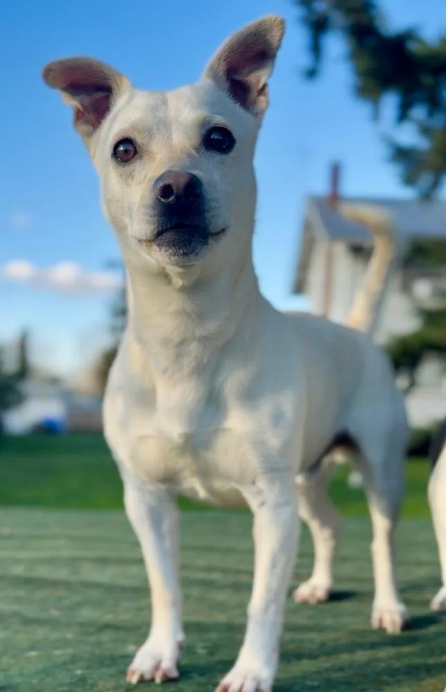 Murtaugh thumbnail 5