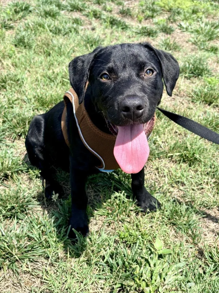 A baby medium-sized male Labrador Retriever dog named Grayson for adoption in Hartsville, SC