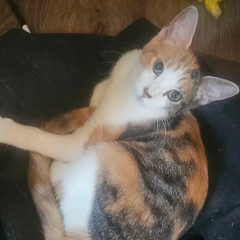 Piper