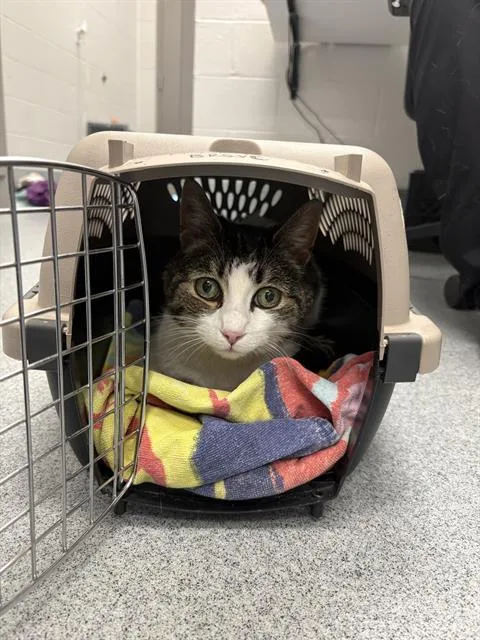 A senior small-sized female Domestic Short Hair cat named Hazel for adoption in Indianapolis, IN