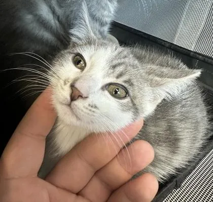 Bibidi