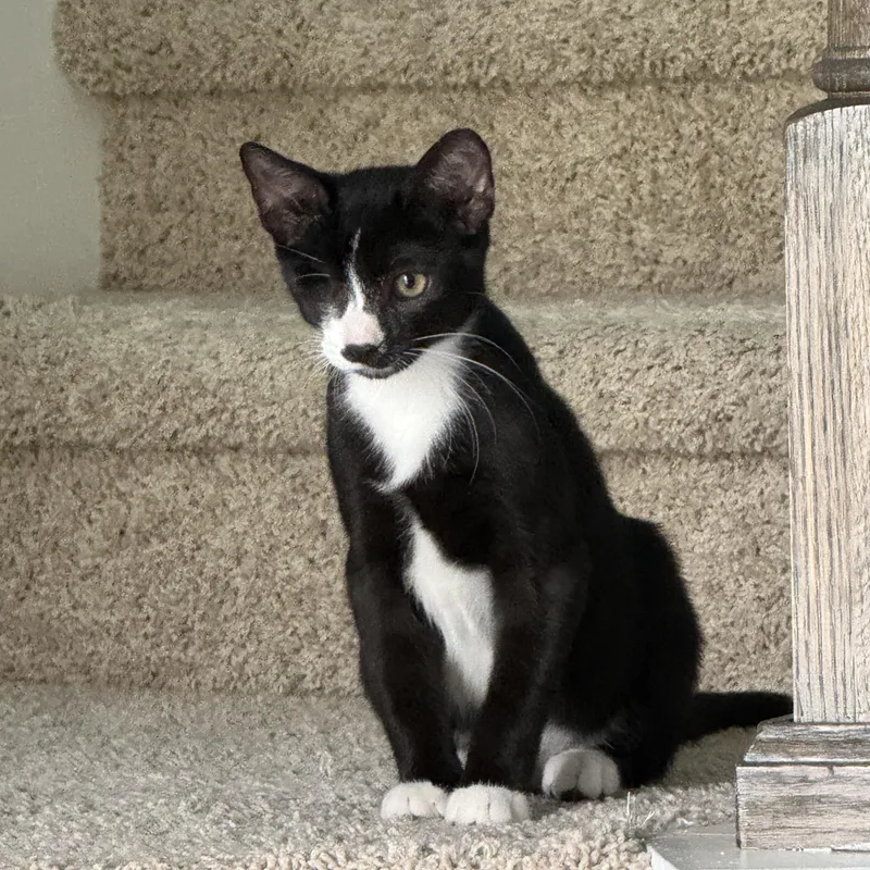 A baby medium-sized male Black & White / Tuxedo Domestic Short Hair cat named Louie for adoption in jacksonville, FL