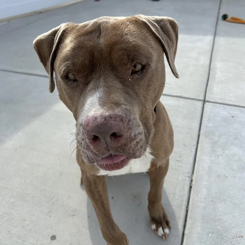 An adult large-sized male Yellow / Tan / Blond / Fawn Pit Bull Terrier dog named Thor for adoption in Harrisonburg, VA