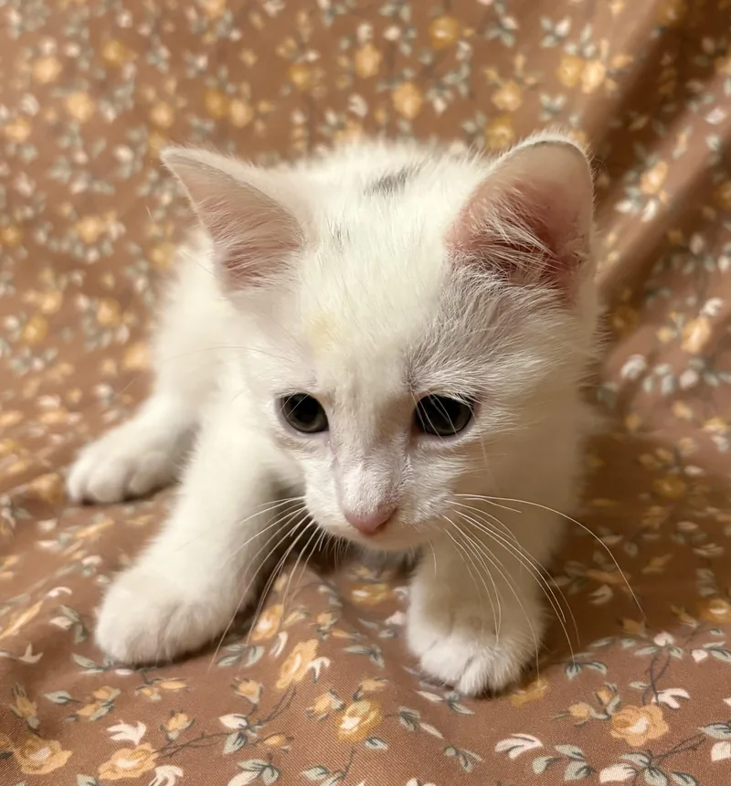 A baby medium-sized female Buff & White Domestic Short Hair cat named Jasmine for adoption in Mobile, AL