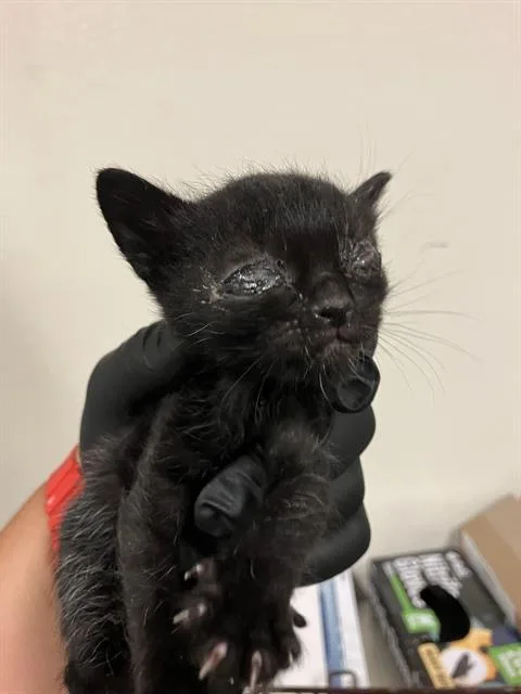 A baby small-sized male Domestic Short Hair cat named Tenzin for adoption in Long Beach, CA