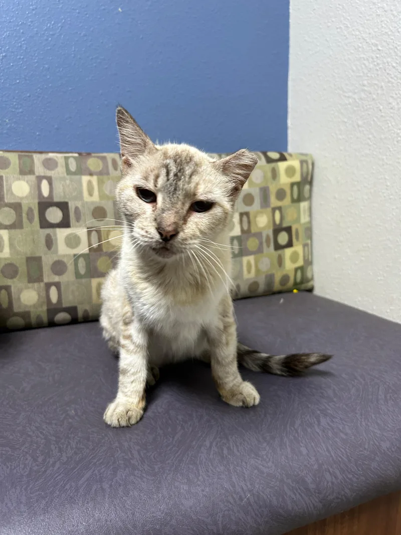 An adult medium-sized female Siamese cat named Mist for adoption in Houston, TX