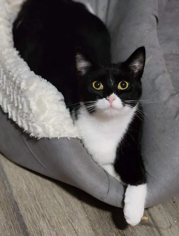 A young medium-sized female Black & White / Tuxedo Domestic Short Hair cat named Rosita for adoption in Johnson City, TN