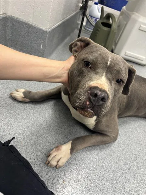A young large-sized female Pit Bull Terrier dog named Ellie for adoption in Indianapolis, IN