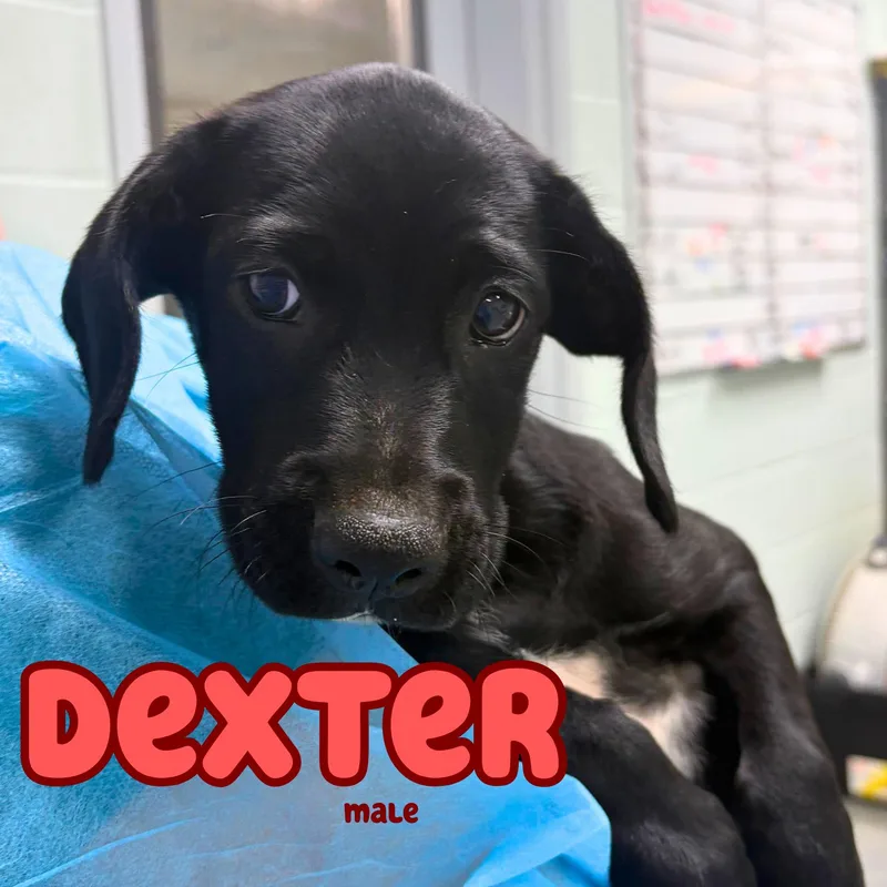 Dexter