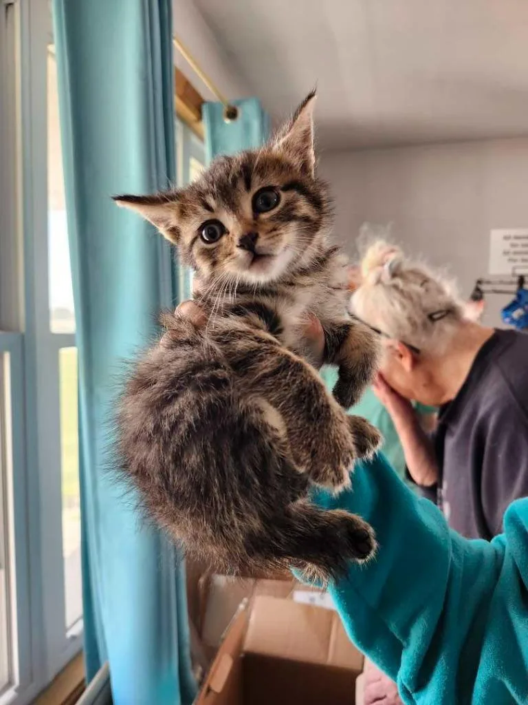 A baby small-sized male Domestic Short Hair cat named Alternator` for adoption in Hillsboro, OH