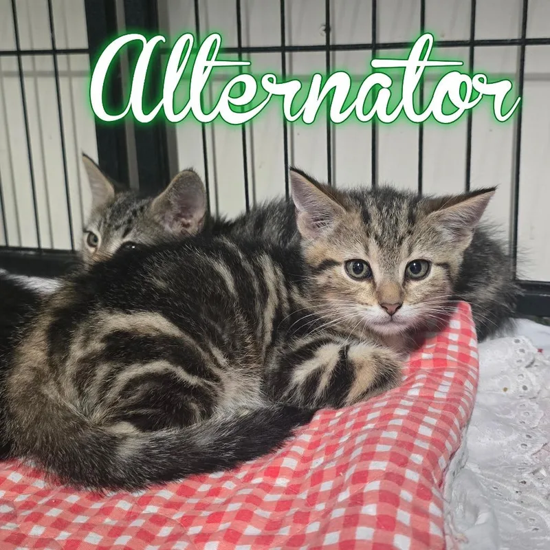 Alternator` thumbnail 2