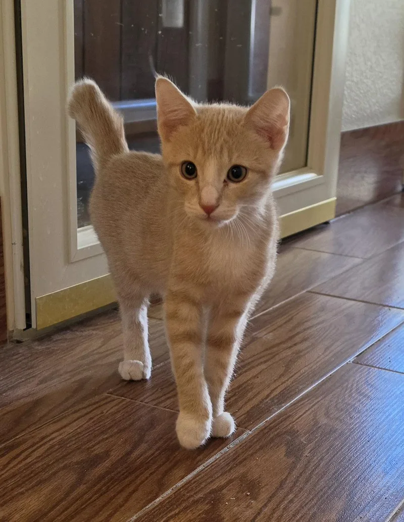 A young medium-sized male Domestic Short Hair cat named Chief Bogo for adoption in Evergreen, CO