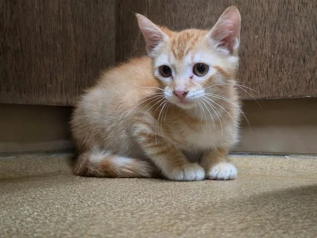 A baby small-sized male Domestic Short Hair cat named Indy for adoption in Saint Peters, MO