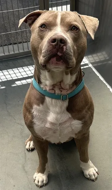 A young medium-sized male Pit Bull Terrier dog named Palmer for adoption in Santa Cruz, CA