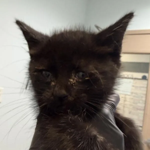 A baby small-sized male Domestic Short Hair cat named Pineapple for adoption in El Cajon, CA