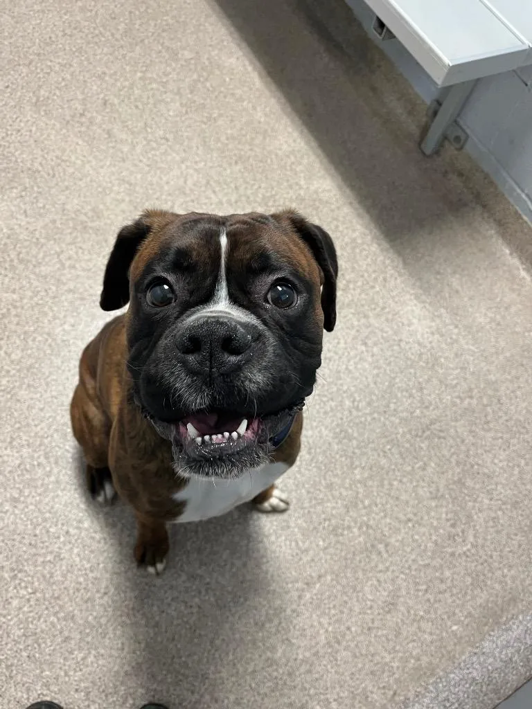 An adult medium-sized male Boxer dog named Winston for adoption in Troy, OH