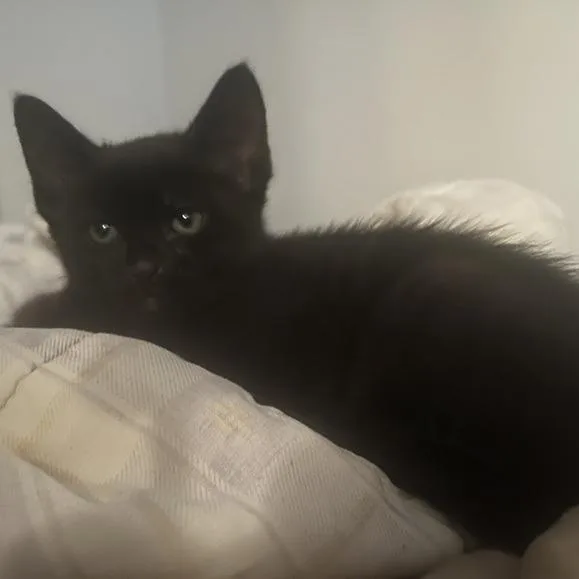A baby small-sized male Black Domestic Short Hair cat named Jaja for adoption in Austin, TX