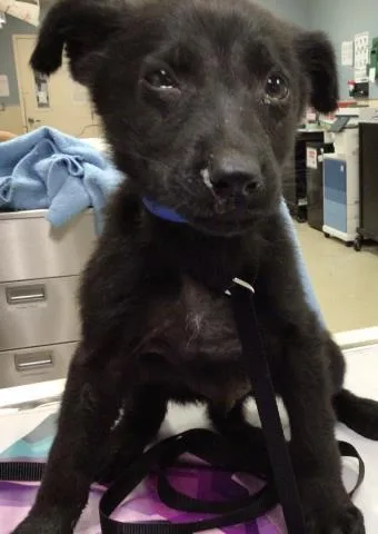 A baby small-sized male German Shepherd Dog dog named Shadow for adoption in Riverside, CA