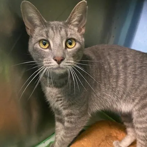 An adult medium-sized female Gray / Blue / Silver Domestic Short Hair cat named Tiger for adoption in Dayton, OH