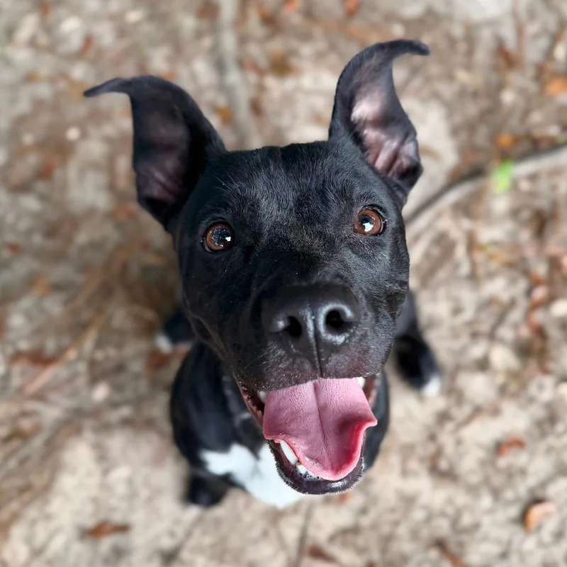 A young medium-sized male Black Mixed Breed dog named Sonata for adoption in Milton, FL
