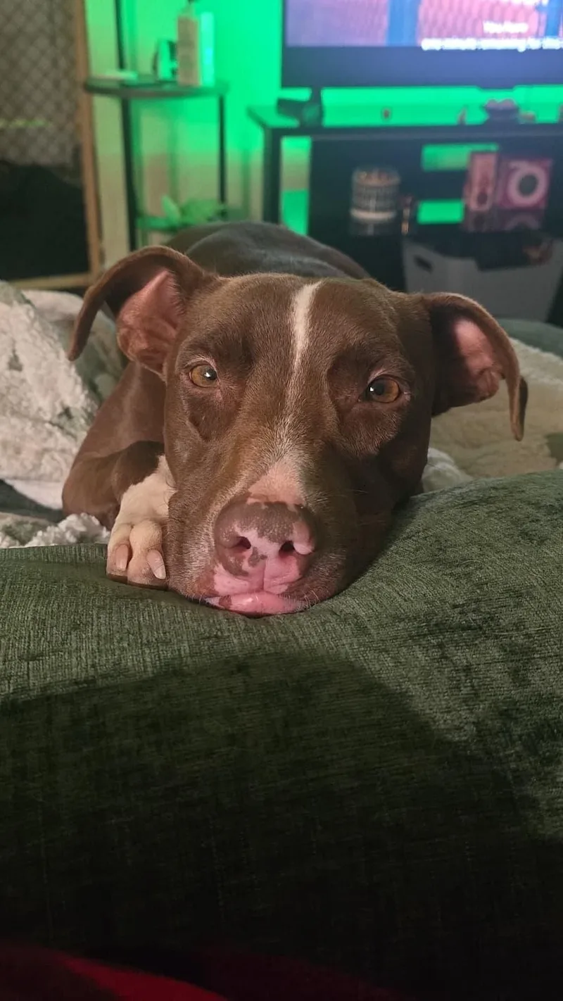 An adult medium-sized female Brown / Chocolate Mixed Breed dog named Bambi for adoption in tigard, OR