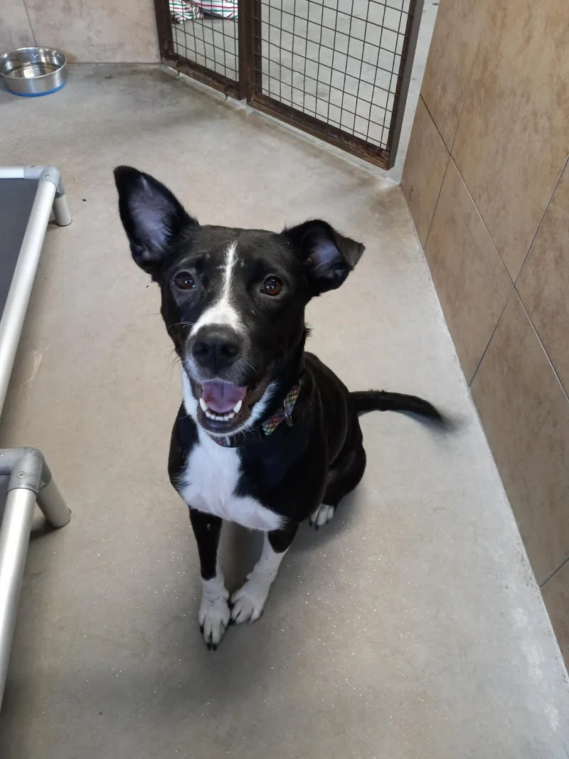 A young medium-sized female Black Border Collie dog named Marigold for adoption in Phoenix, AZ