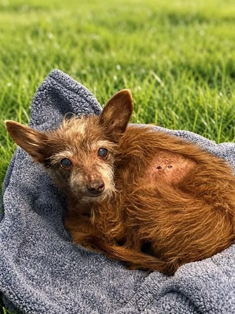 A senior medium-sized female Terrier dog named A for adoption in Baldwin Park, CA